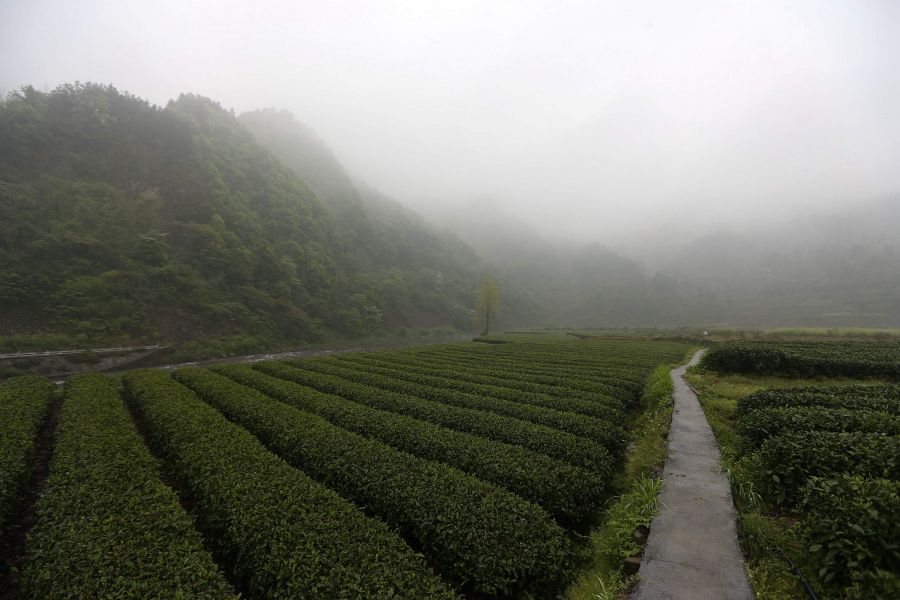 農(nóng)行重慶秀山支行通過公司、基地、農(nóng)戶支持當(dāng)?shù)剞r(nóng)民走上脫民致富